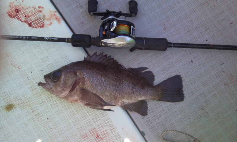 ちゃんぷぅさん(๑°⌓°๑)