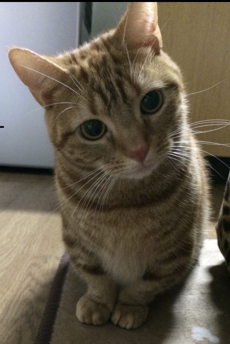 チャム♂のパパさん